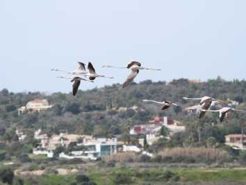 Birds in the Algarve