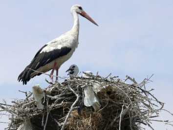 Endangered Storks